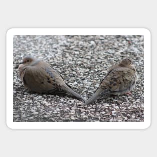 Doves having a Temporary falling Out Sticker